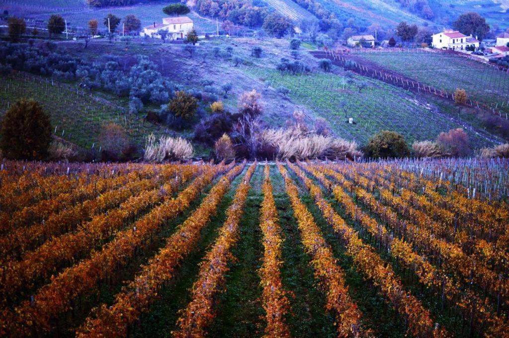 Agriturismo Cantina Morone Guardia Sanframondi エクステリア 写真